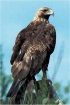 El Aguila Real